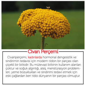 Civan Perçemi